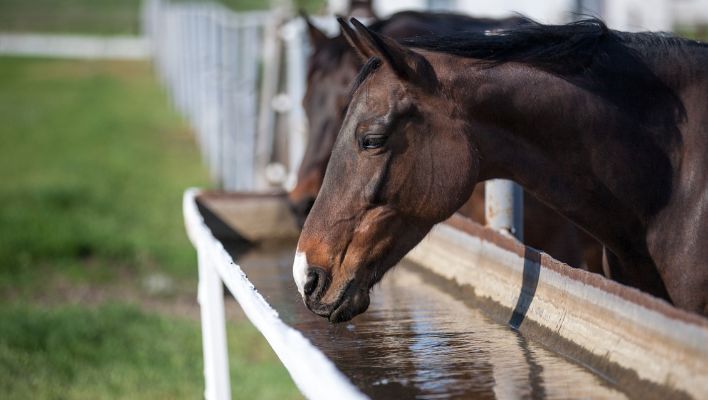 Hur mycket vatten dricker en häst?