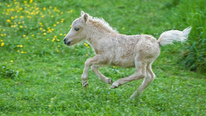 Falabella - världens minsta hästras