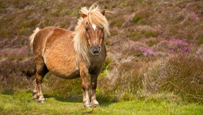 Shetlandsponny - världens tredje minsta hästras
