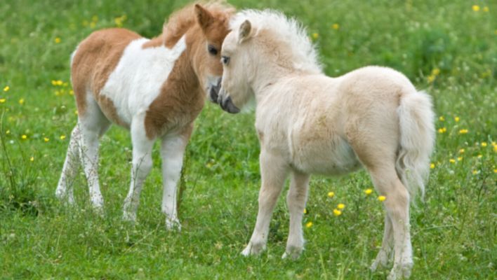 Världens 5 minsta hästar och hästraser 2023