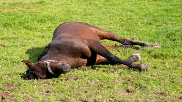 Kolik hos häst: symptom, orsaker, behandling och förebyggande